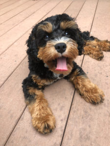 Cavapoo Cavoodle Puppies For Sale In Il Dreamcatcher Hill Puppies