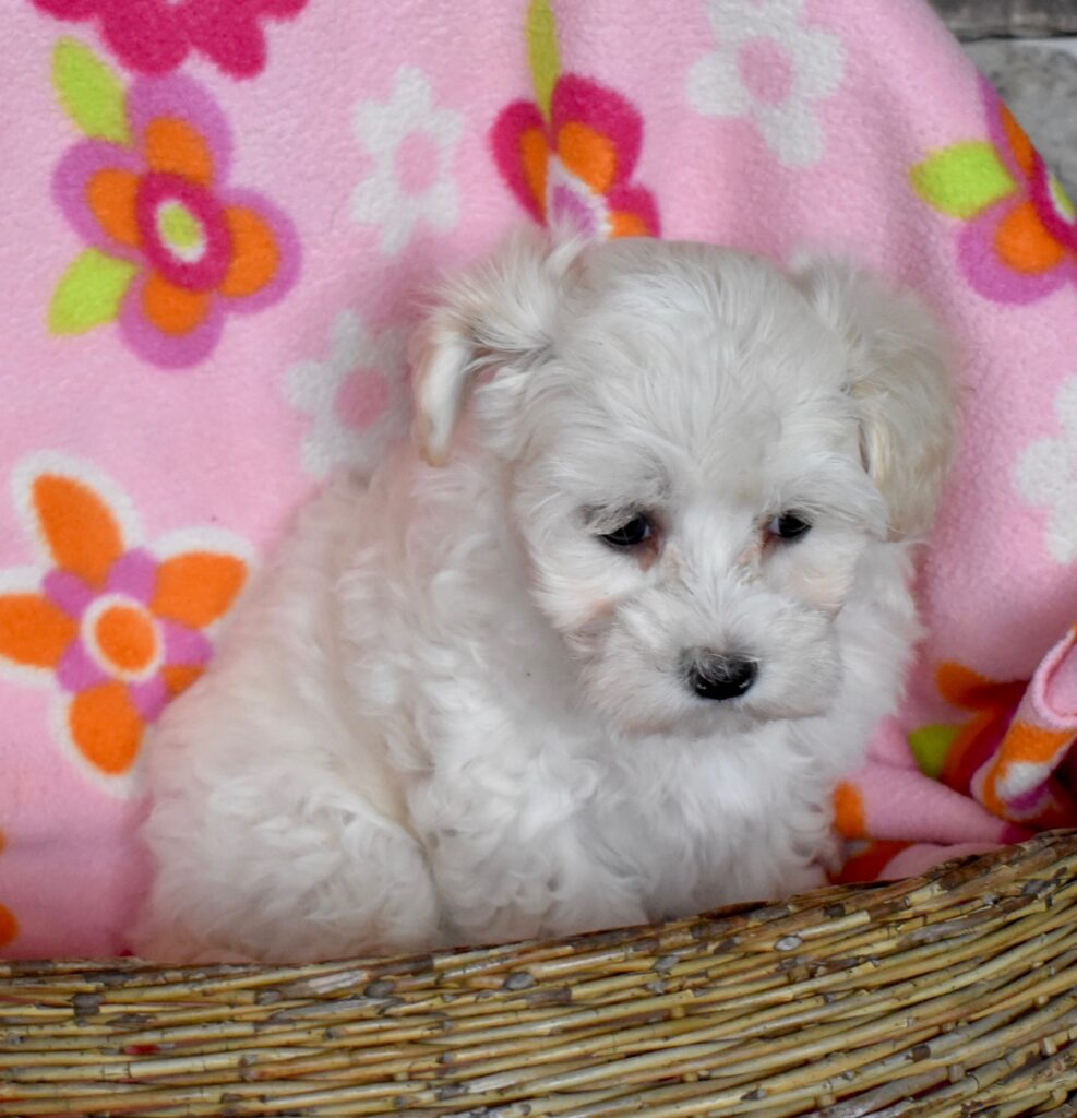 Hypoallergenic & Non Shedding Puppies for Sale - Illinois ...