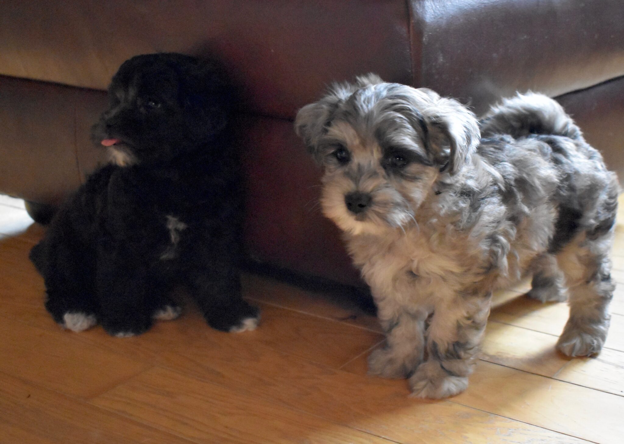 Hypoallergenic & Non Shedding Puppies for Sale - Illinois ...