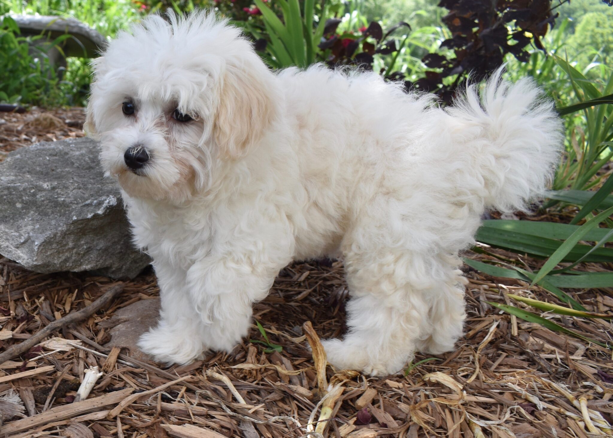 Hypoallergenic amp Non Shedding Puppies for Sale Illinois 