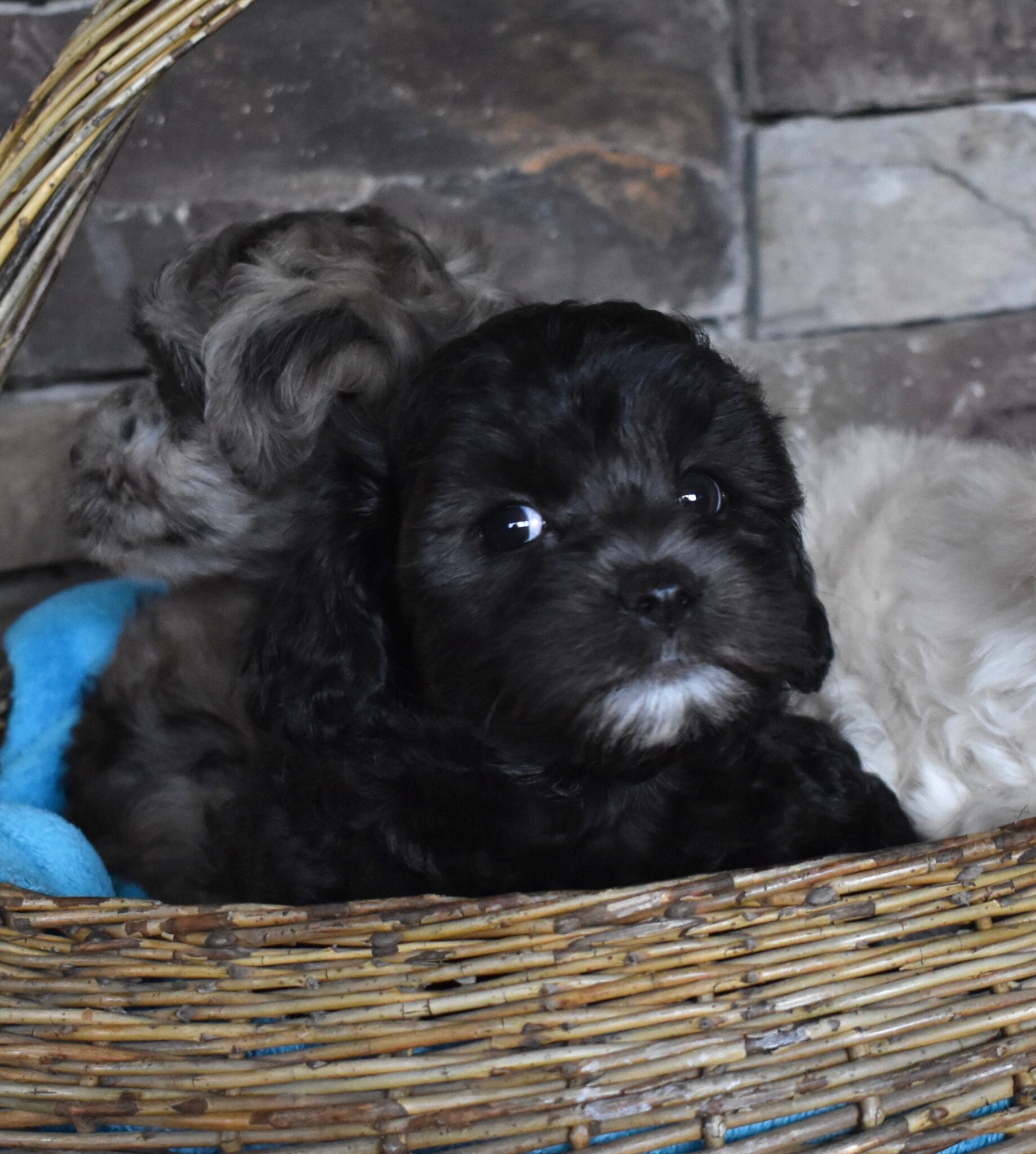 Hypoallergenic & Non Shedding Puppies for Sale - Illinois
