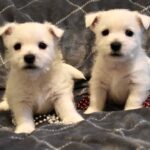  Annabelle-Ernie Boys, 5 weeks old, see Westie puppy page for more Westies.