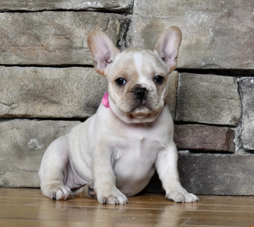 French English Bulldog Puppies From Local Breeder In Illinois Dreamcatcher Hill Puppies