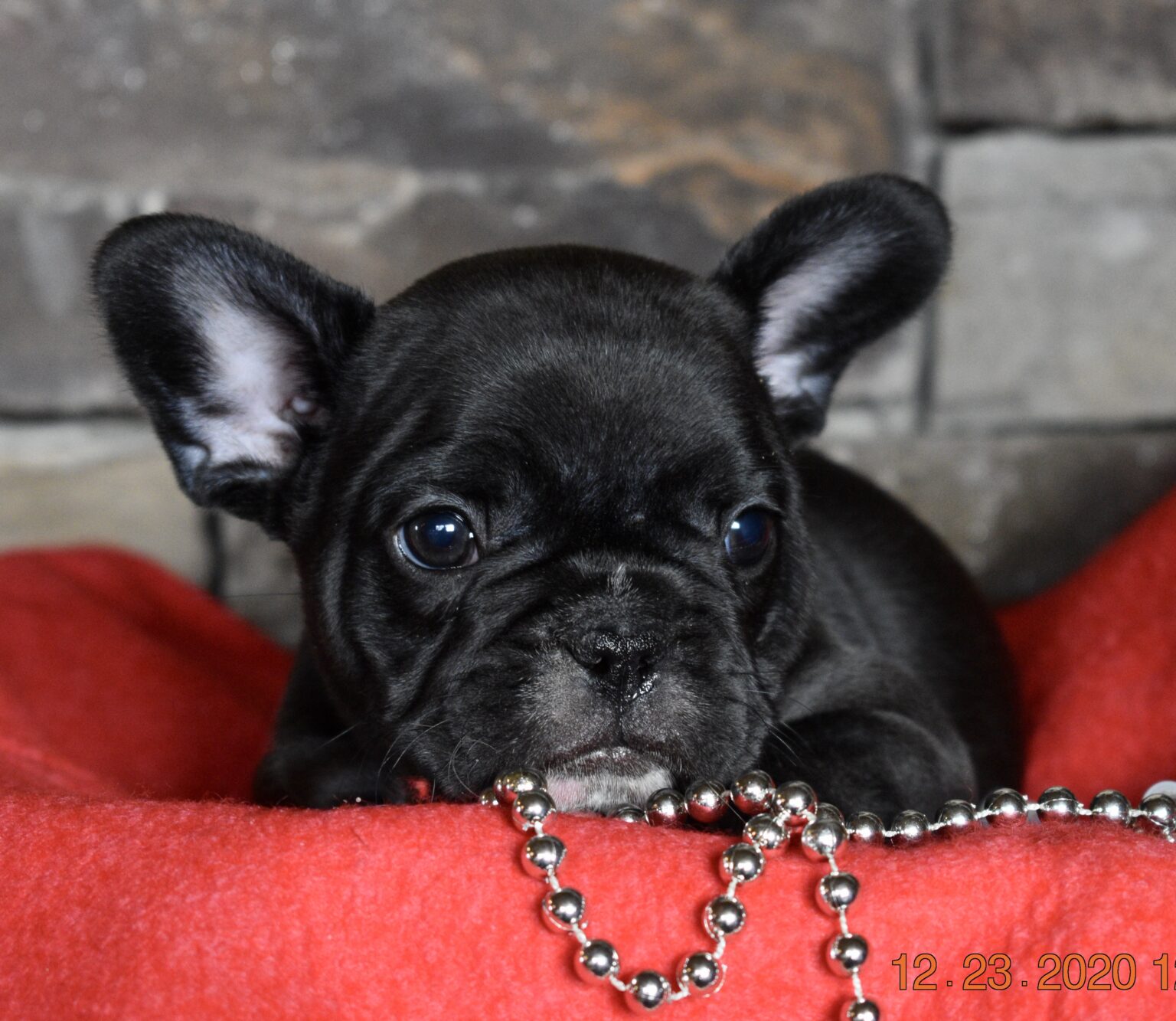 French Bulldog - Frenchie Puppies for Sale in IL | DreamCatcher Hill ...