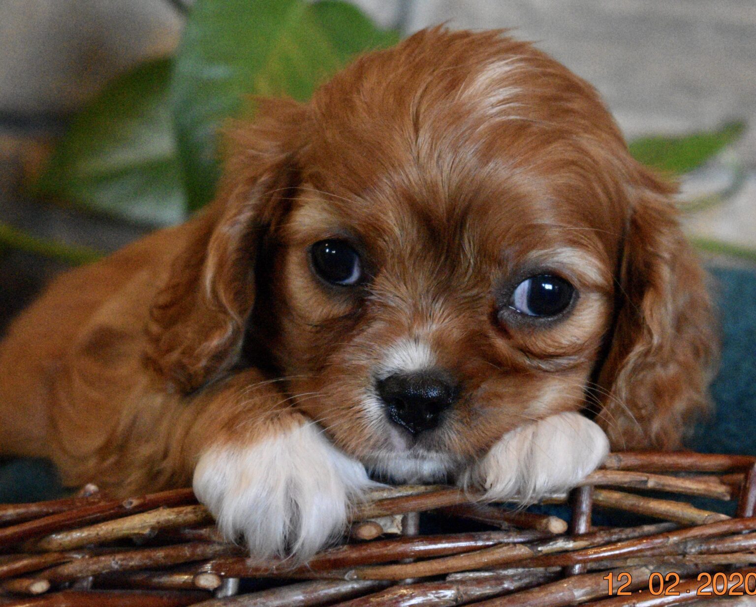 AKC Cavalier King Charles Puppies For Sale in IL | DreamCatcher Hill ...