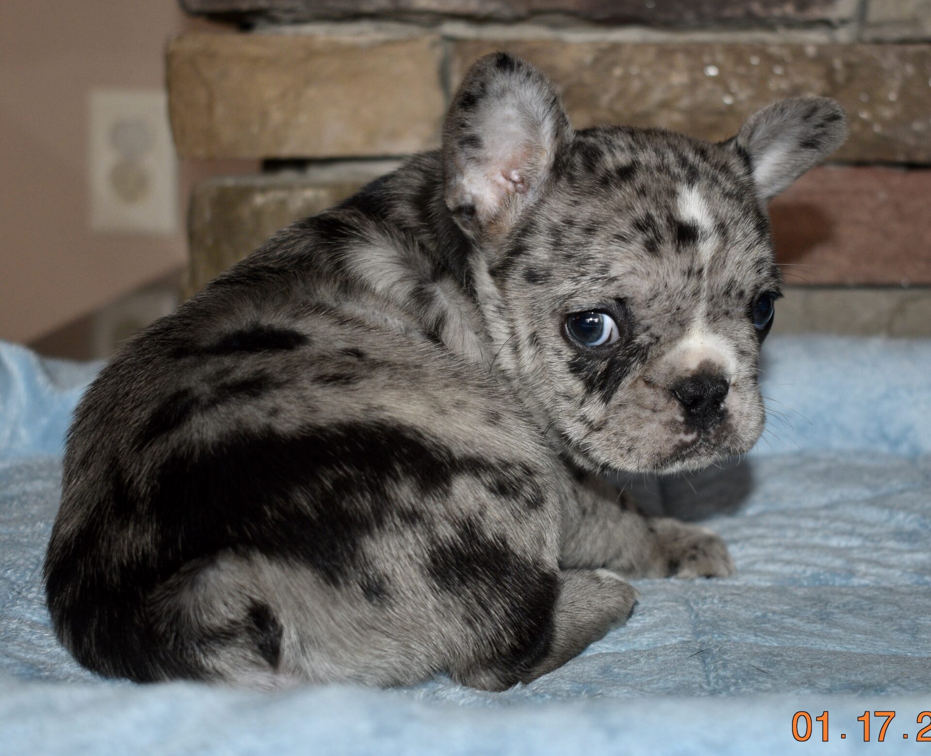 French Bulldog - Frenchie Puppies for Sale in IL | DreamCatcher Hill ...