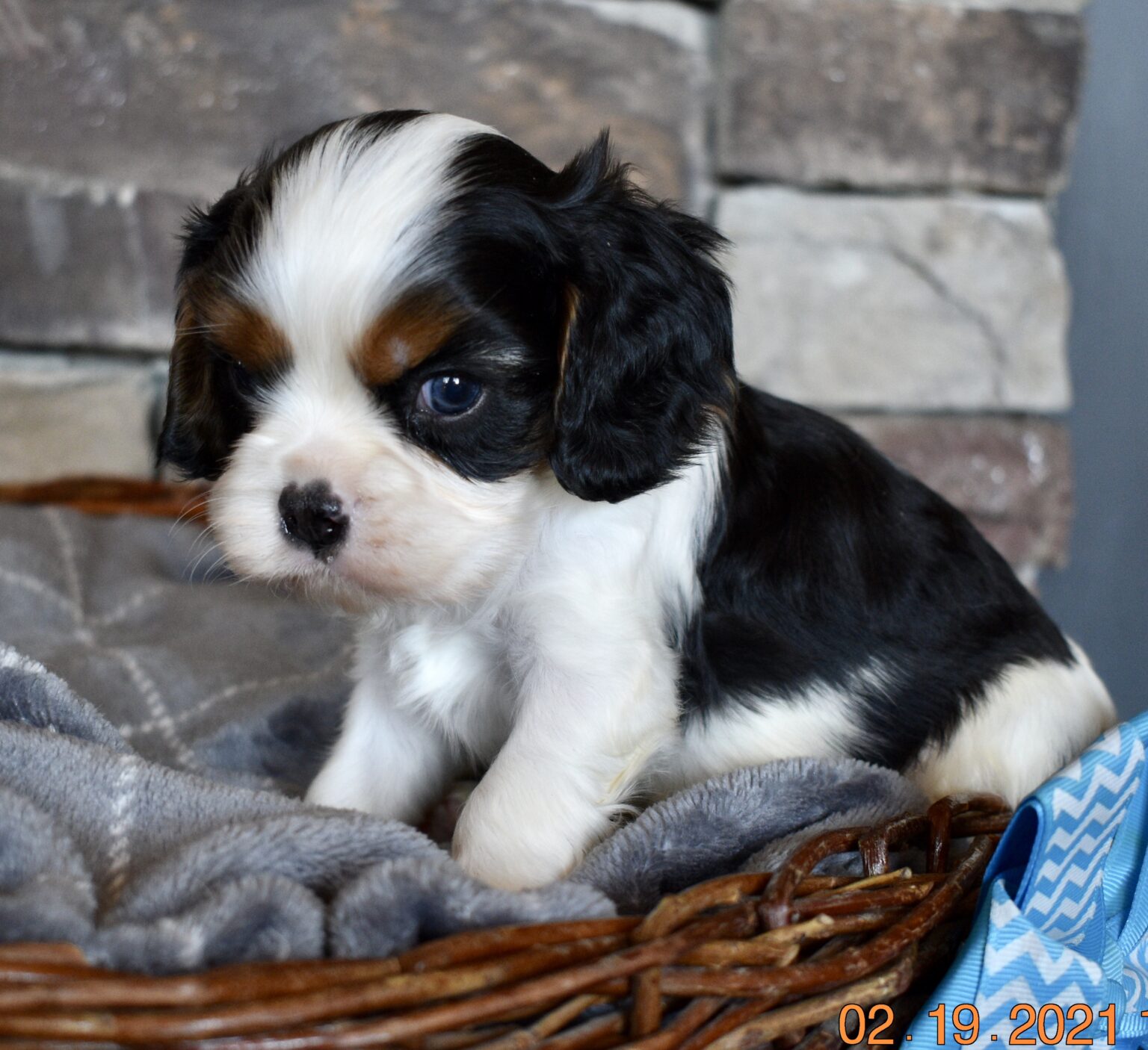 cavalier king charles spaniel rescue in indiana