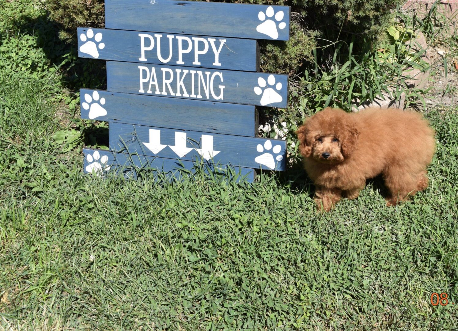 Puppy standing outside next to puppy parking sign