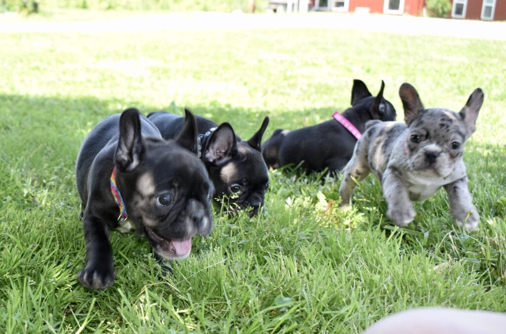 French Bulldog Frenchie Puppies For Sale In Il Dreamcatcher Hill Puppies And Rescue