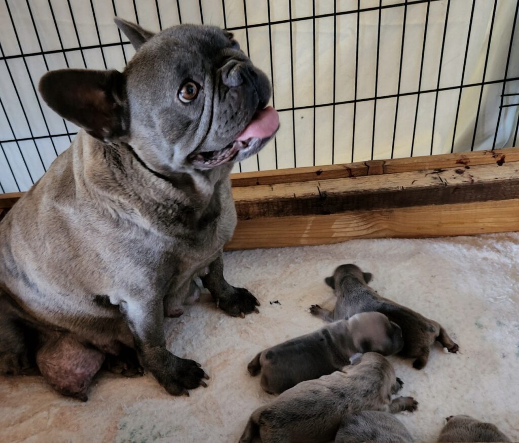 Junior and puppies, 3 day old