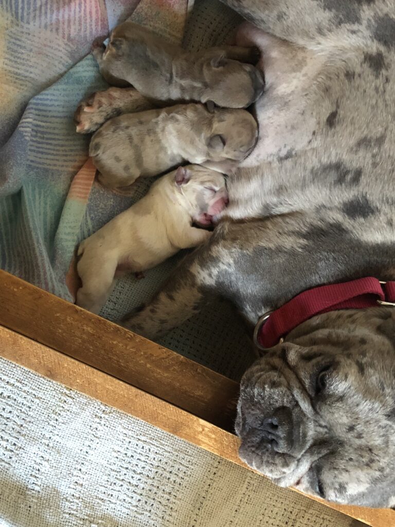 mom and hours old babies