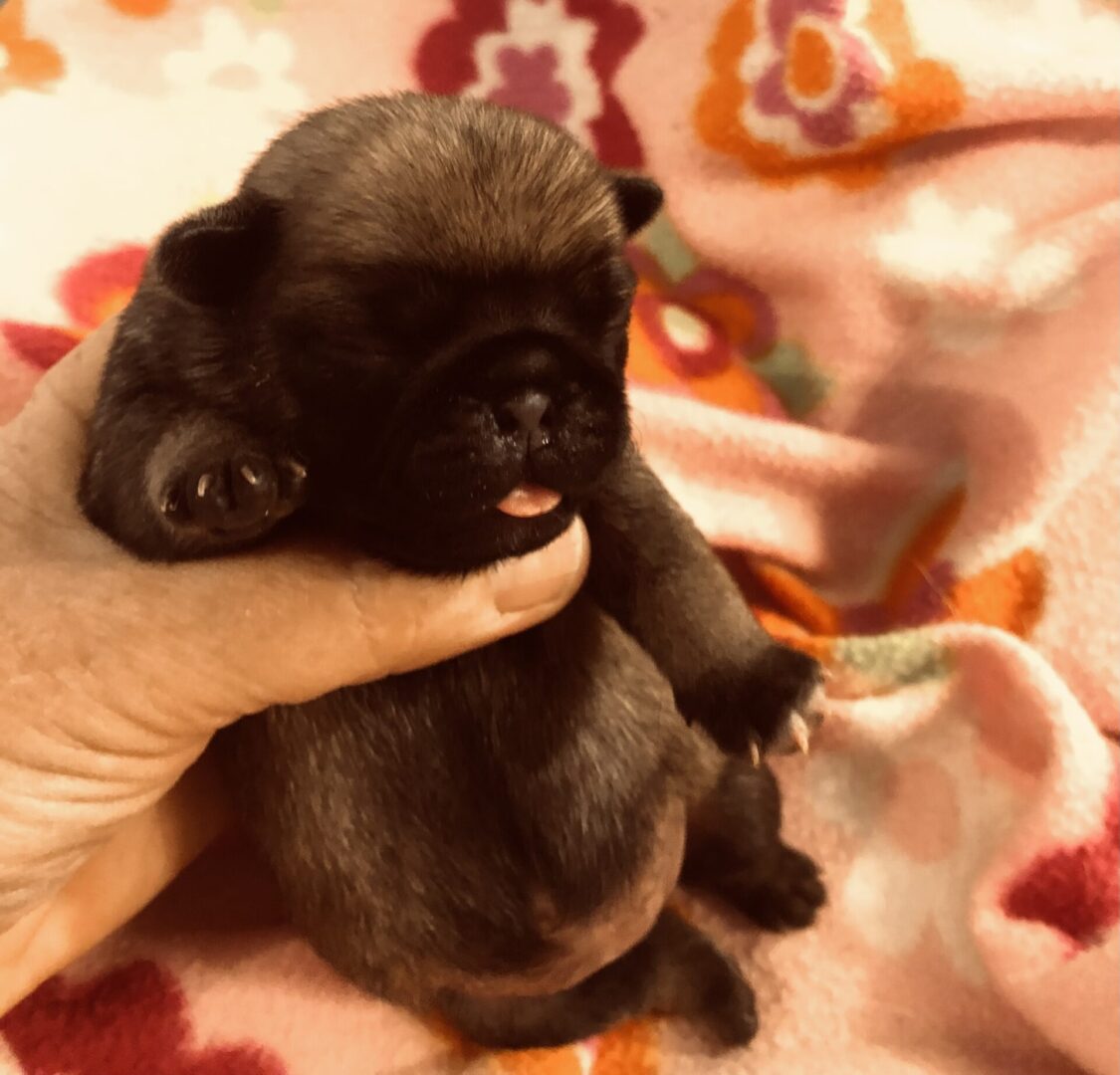 AKC Pug Puppies for Sale in Illinois DreamCatcher Hill Puppies and Rescue