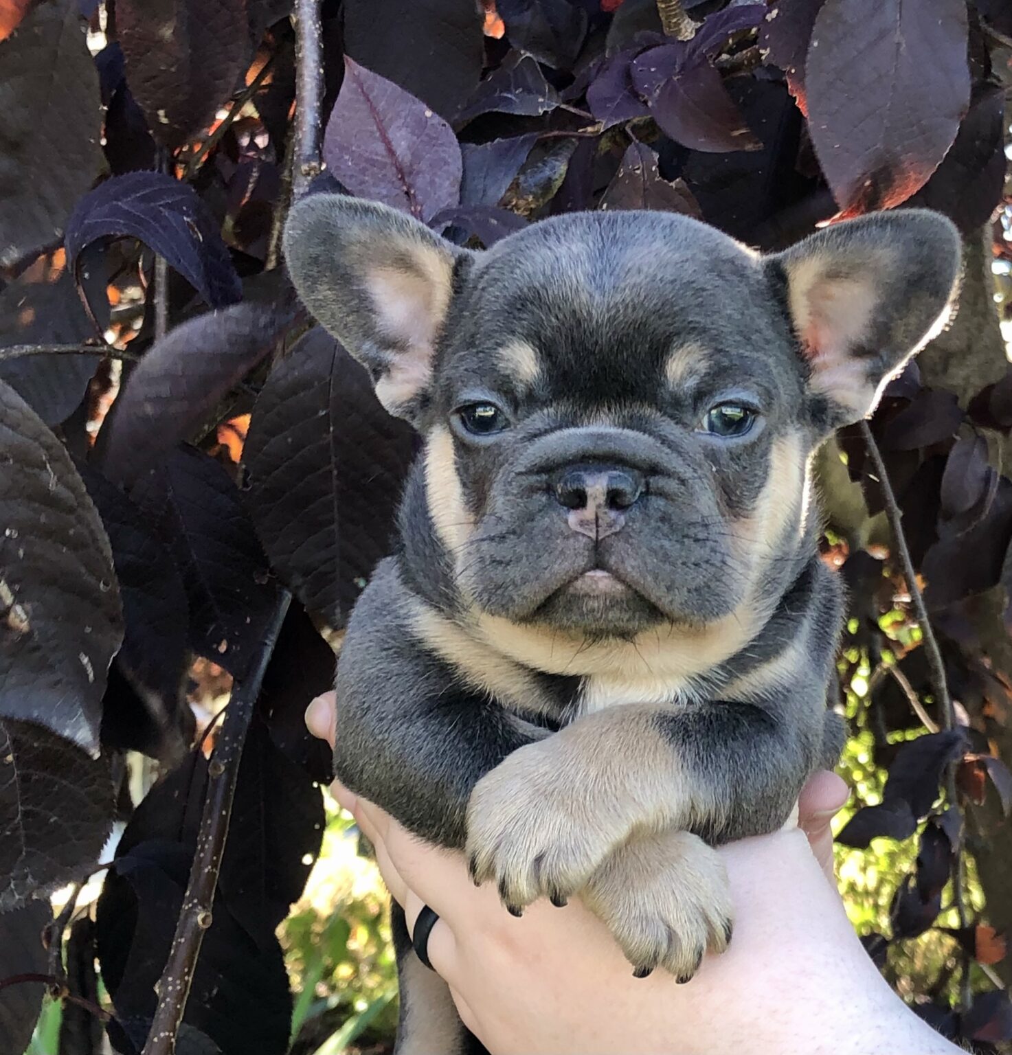 French Bulldog - Frenchie Puppies for Sale in IL | DreamCatcher Hill ...