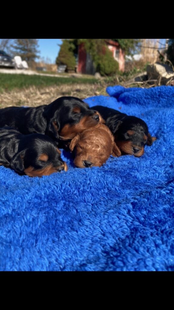 Black and Tan males available! red male sold