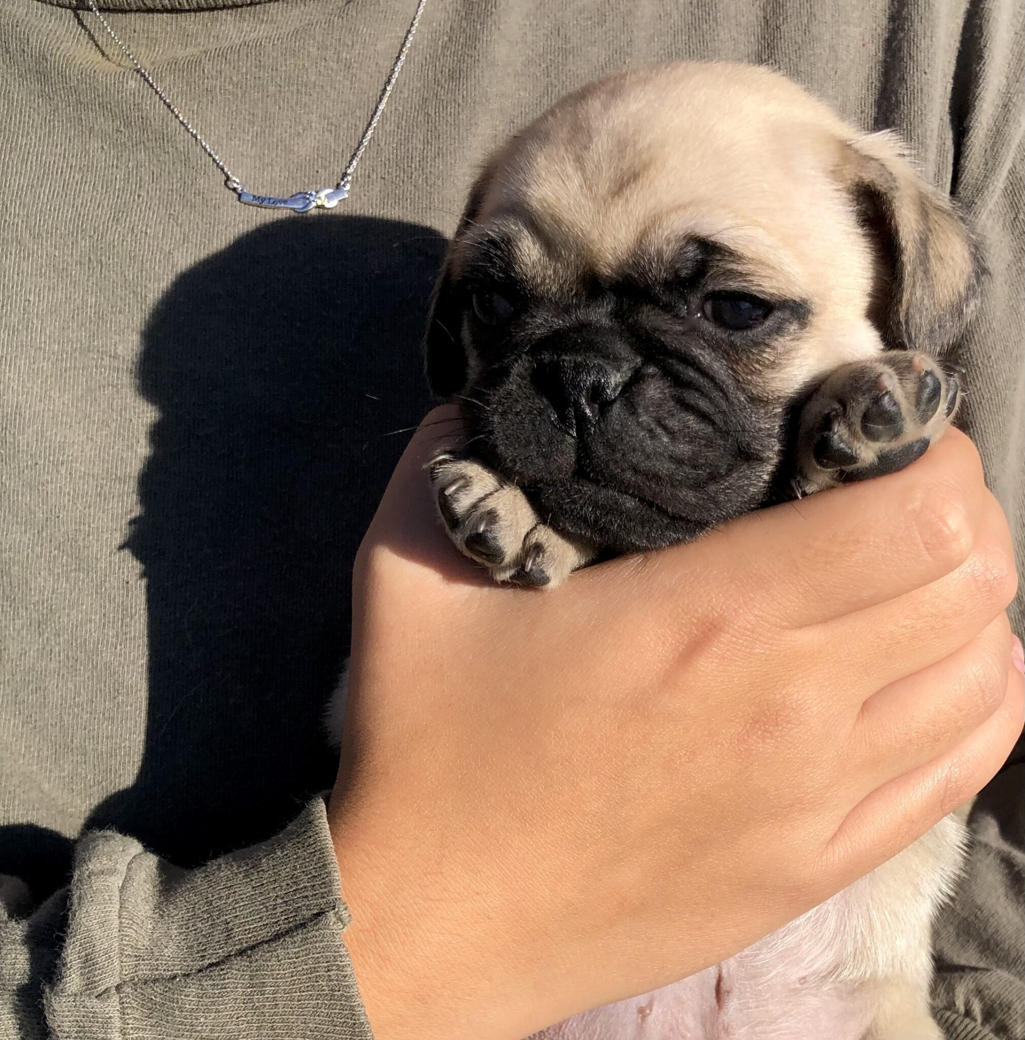 AKC Pug Puppies for Sale in Illinois DreamCatcher Hill Puppies and Rescue