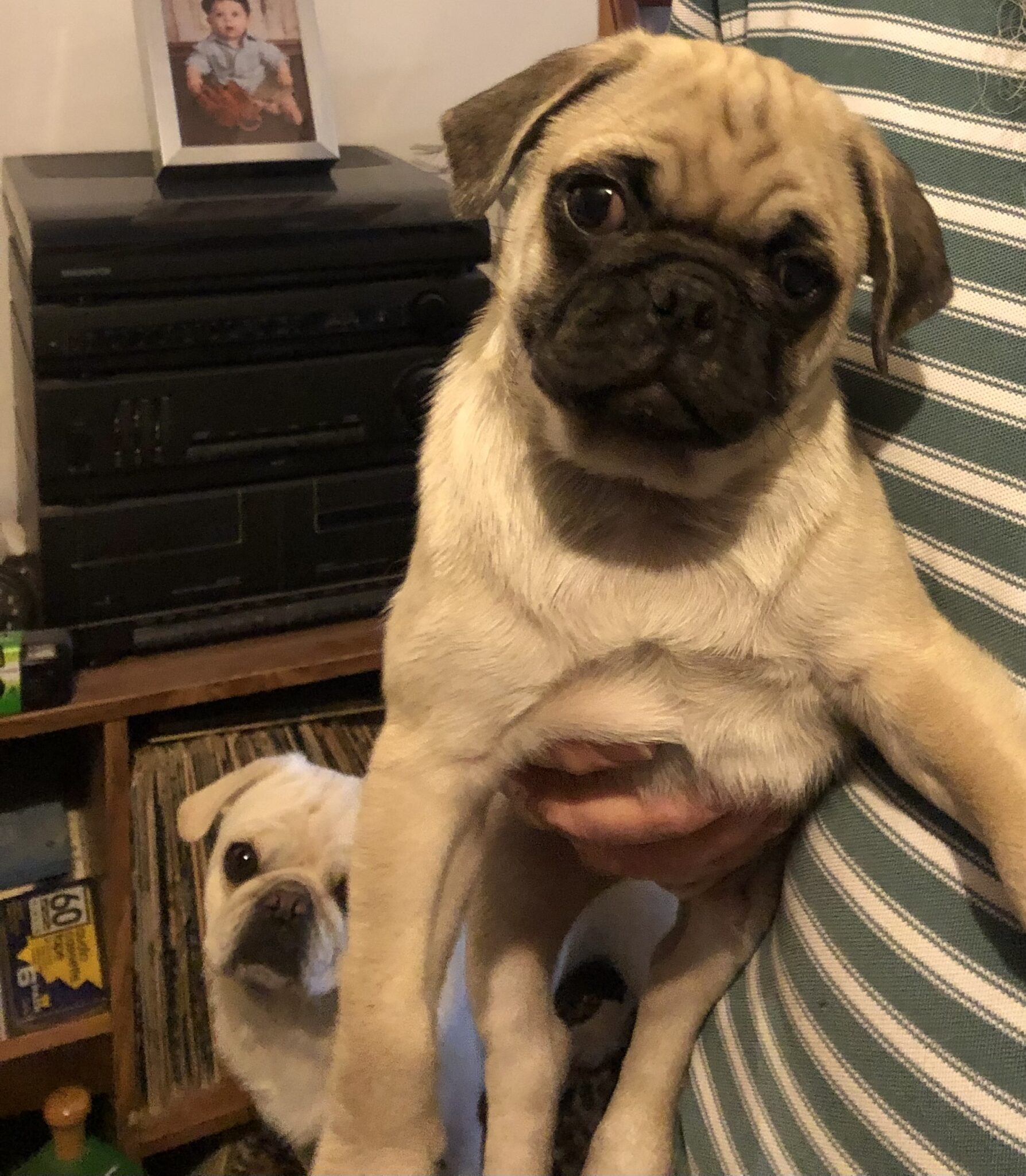 AKC Pug Puppies for Sale in Illinois DreamCatcher Hill Puppies and Rescue
