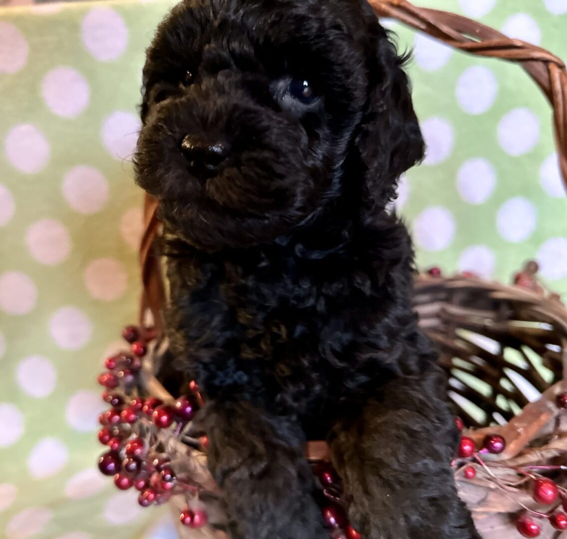 Hypoallergenic & Non Shedding Puppies for Sale - Illinois ... - Hypoallergenic Purebred Puppies