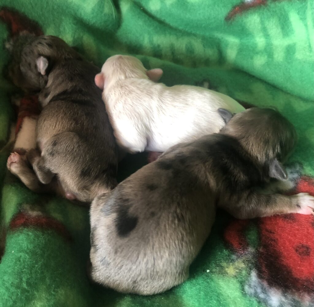 Available white male, 1 merle female of the 2 available, 1-1-23