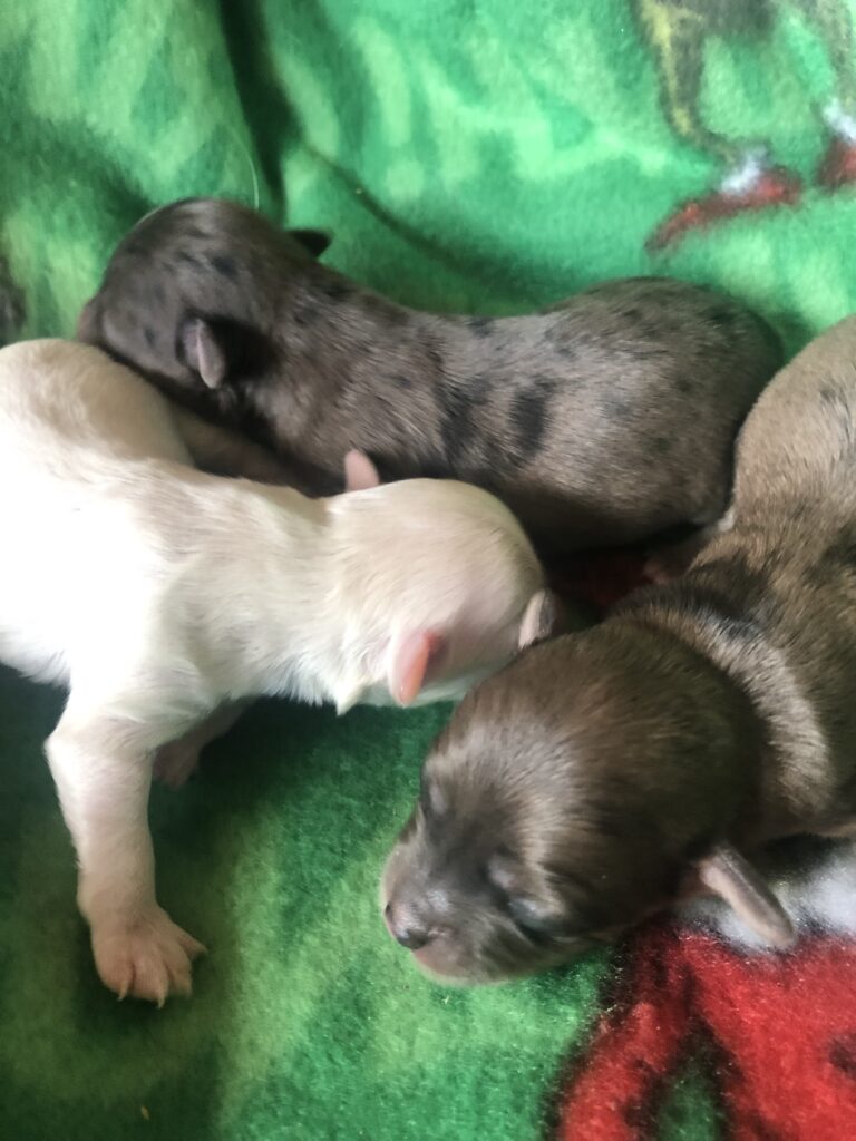 Available white male, and 1 merle female of the 2 is available. 1-1-23