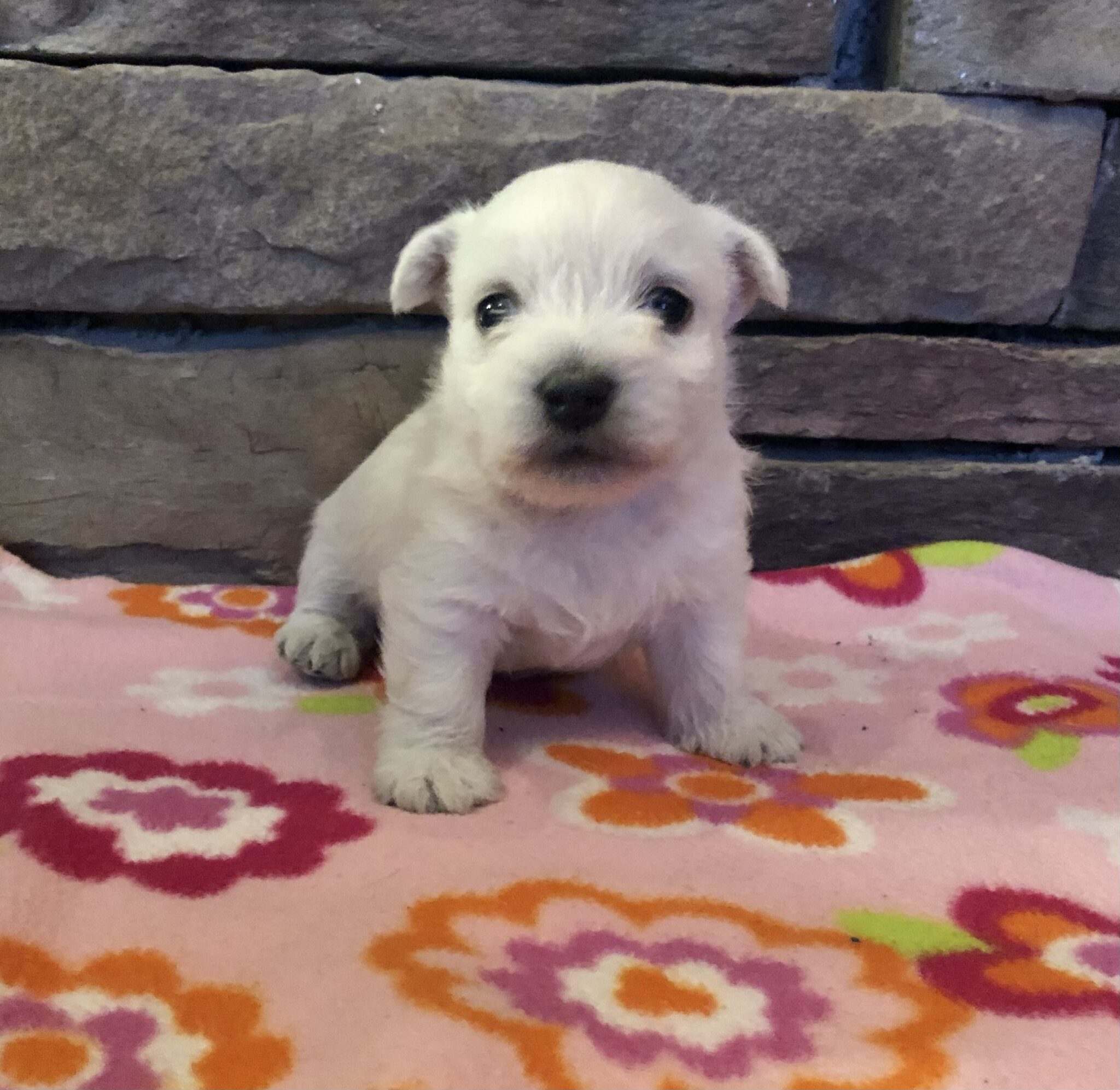 AKC Certified West Highland White Terrier Puppies in IL | DreamCatcher ...