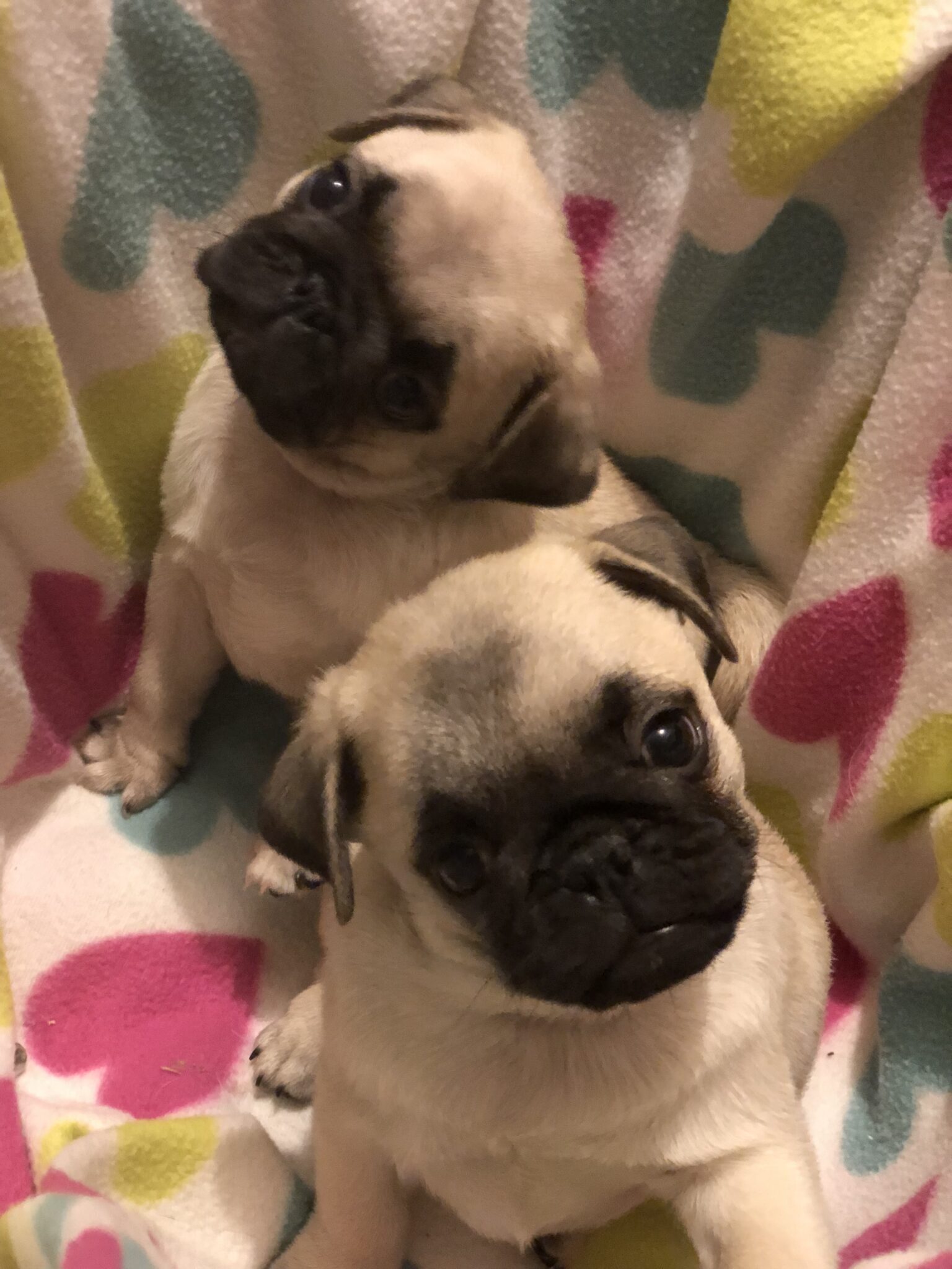 AKC Pug Puppies for Sale in Illinois DreamCatcher Hill Puppies and Rescue