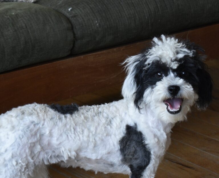 Retired Breeder & Adult Dogs for Adoption Illinois DreamCatcher