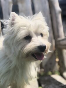 Diamond, parents are Ernie and Bling. She is a tiny westie, only  11 pounds full grown.