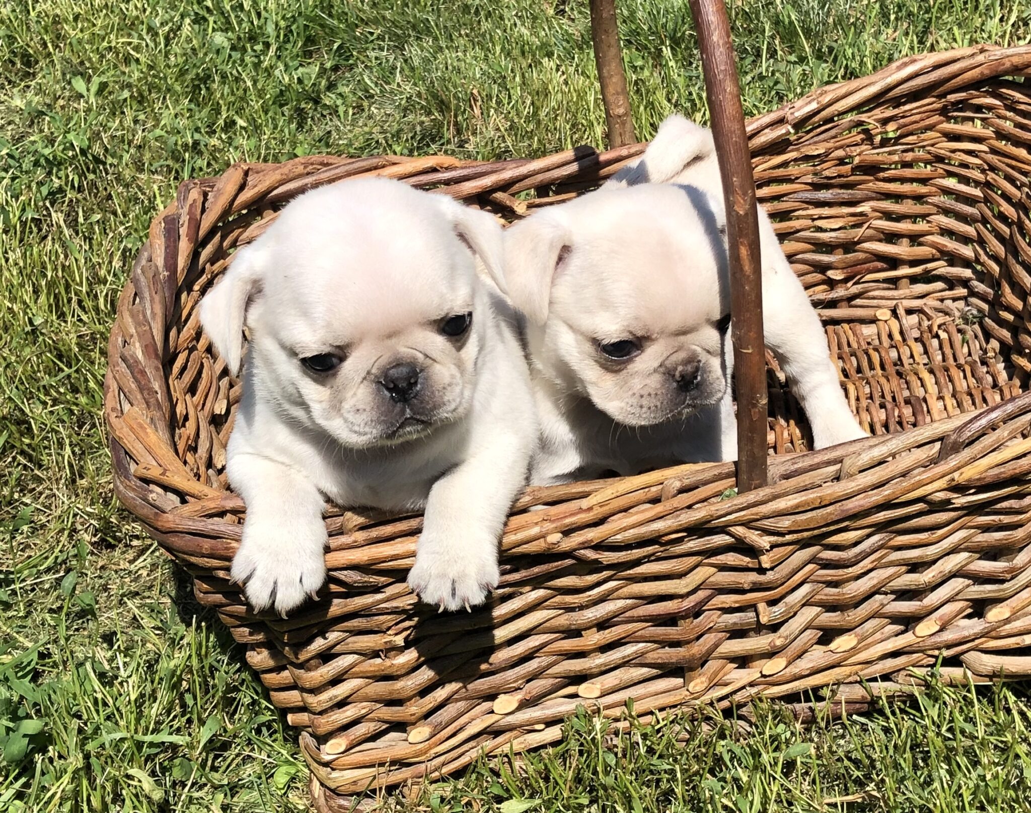 AKC Pug Puppies for Sale in Illinois DreamCatcher Hill Puppies and Rescue