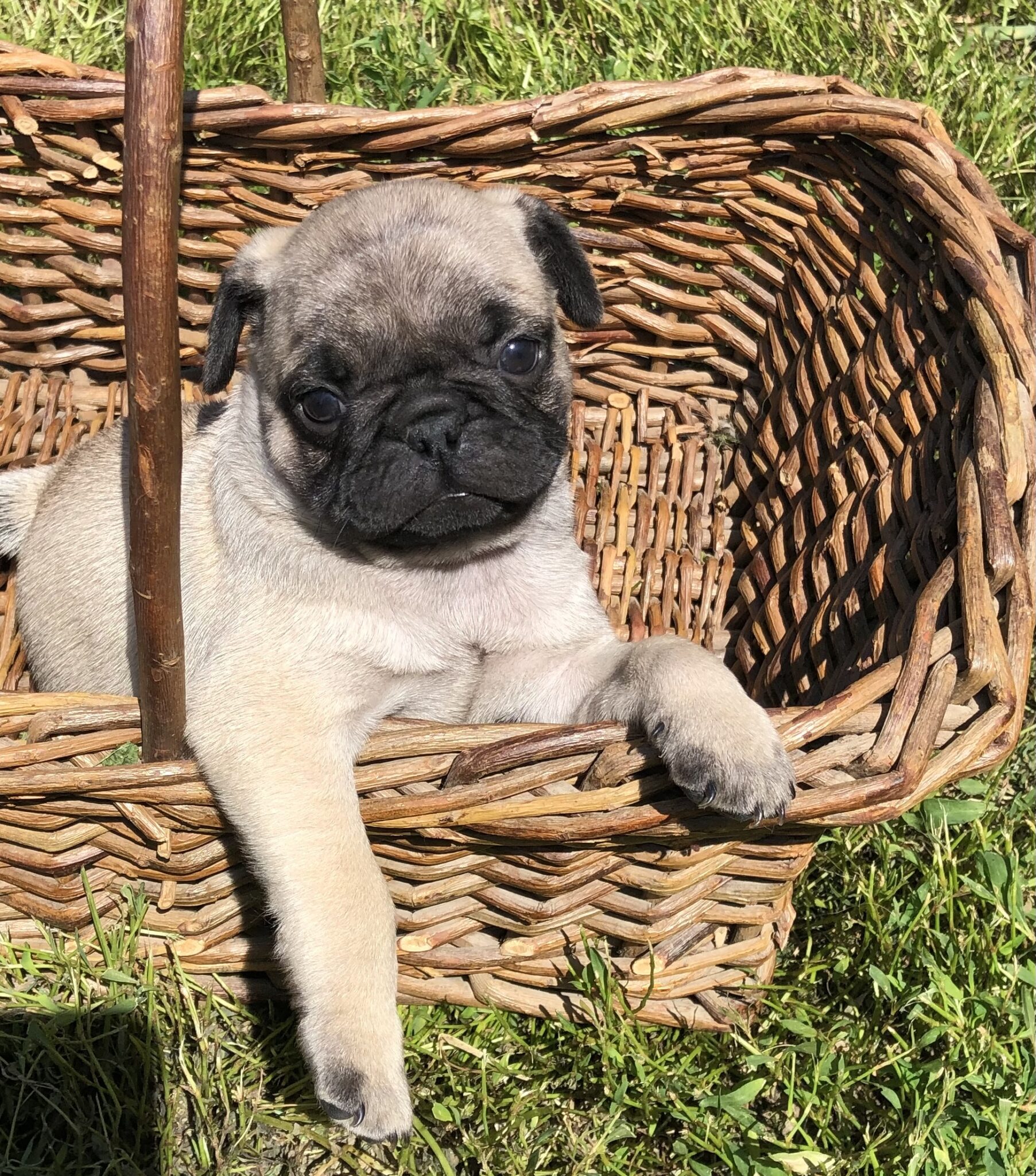 AKC Pug Puppies for Sale in Illinois DreamCatcher Hill Puppies and Rescue
