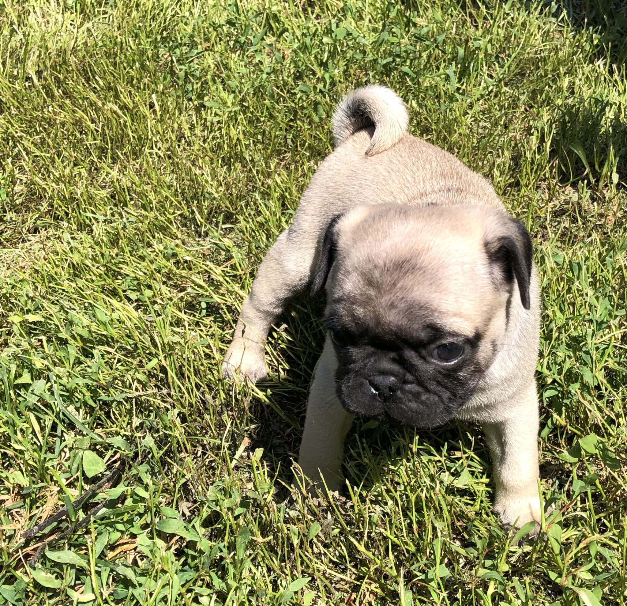 AKC Pug Puppies for Sale in Illinois DreamCatcher Hill Puppies and Rescue