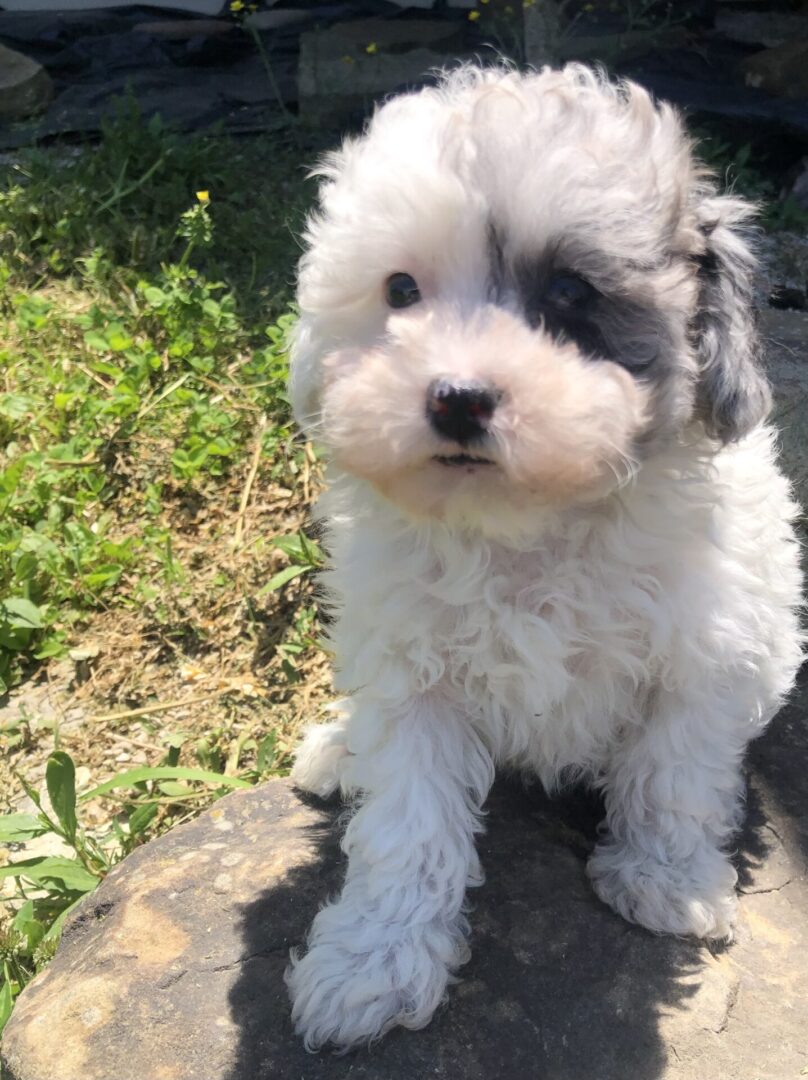 View of Hypoallergenic & Non Shedding Puppies for Sale - Illinois ...