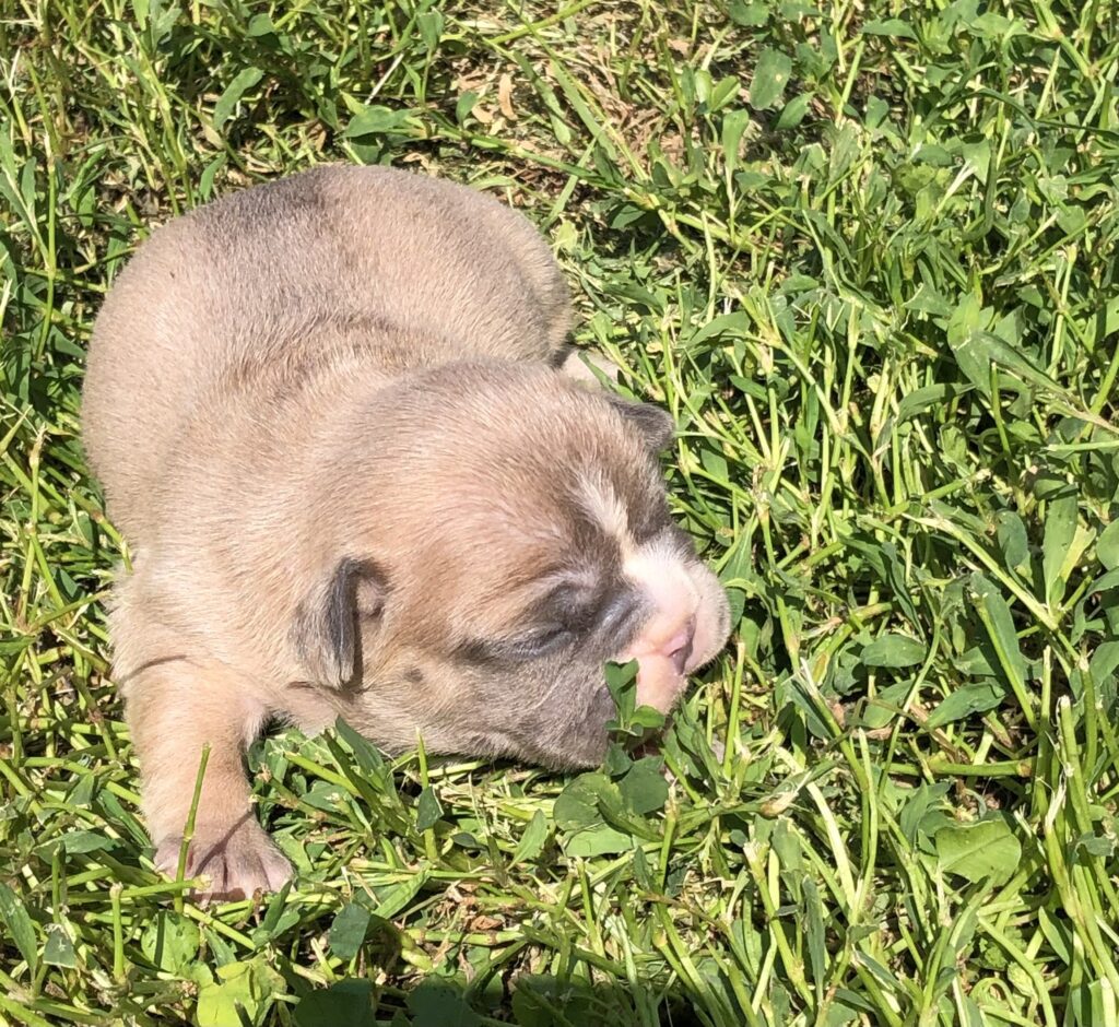 sold male, 1.5 weeks old