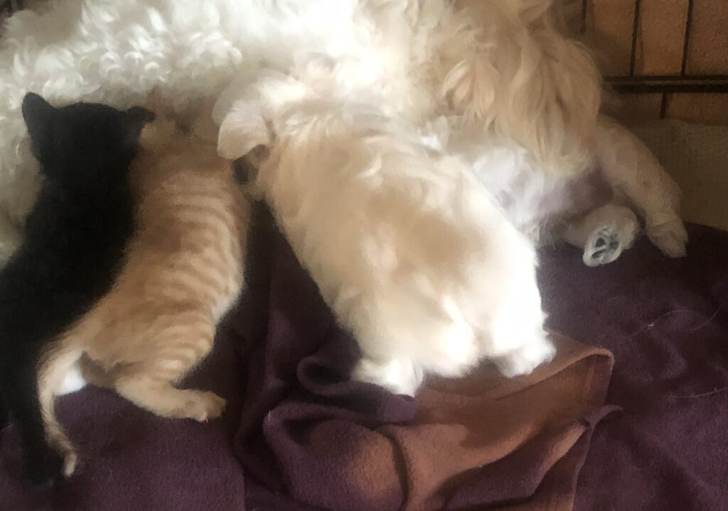 Maltese mom, with her 2 puppies, 2 foster kittens and you can see the feet of her foster westie puppy of Mango's. :)