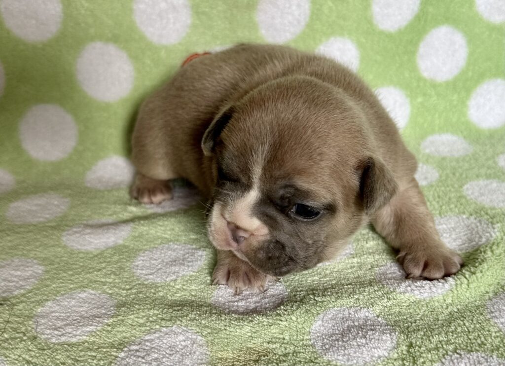 sold, male 2 weeks old