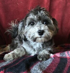 Spayed Female, Eclair, after her first hair cut, 5-30-24