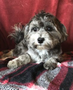 Spayed Female, Eclair, after her first hair cut, 5-30-24