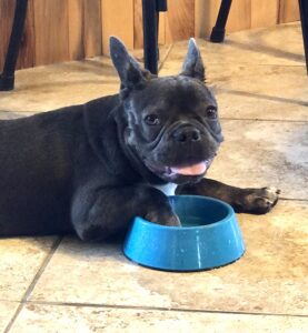 Samson, He was really hot, smart and knows how to cool off!  He wished the bowl was bigger, he loves water. photo taken 6-6-24, 6.5 months old