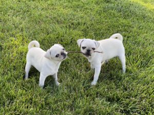 Pair of Pug Puppies