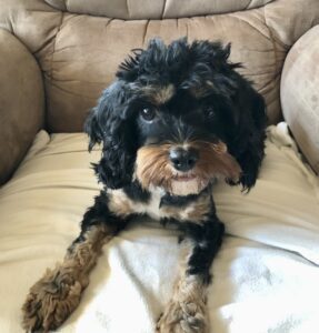 Kylie, 9 pounds, 2 year old cavapoo