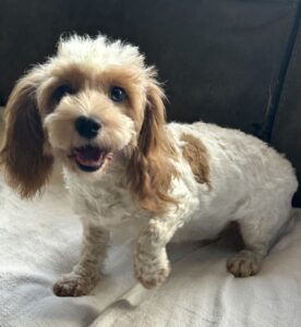 available in February 2025. Sweetie Pie, 1.5 year old, 13 pound, cavapoo