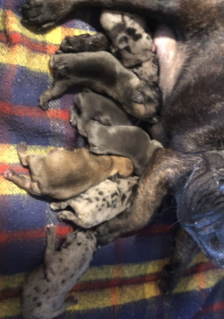 Litter of Frenchie Puppies