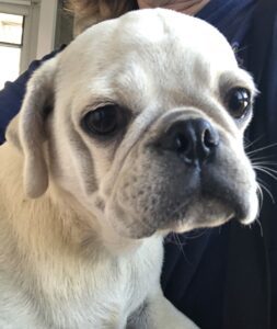 Adult Pug