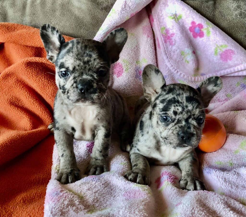 2 blue merle girls photo when 6 weeks old.