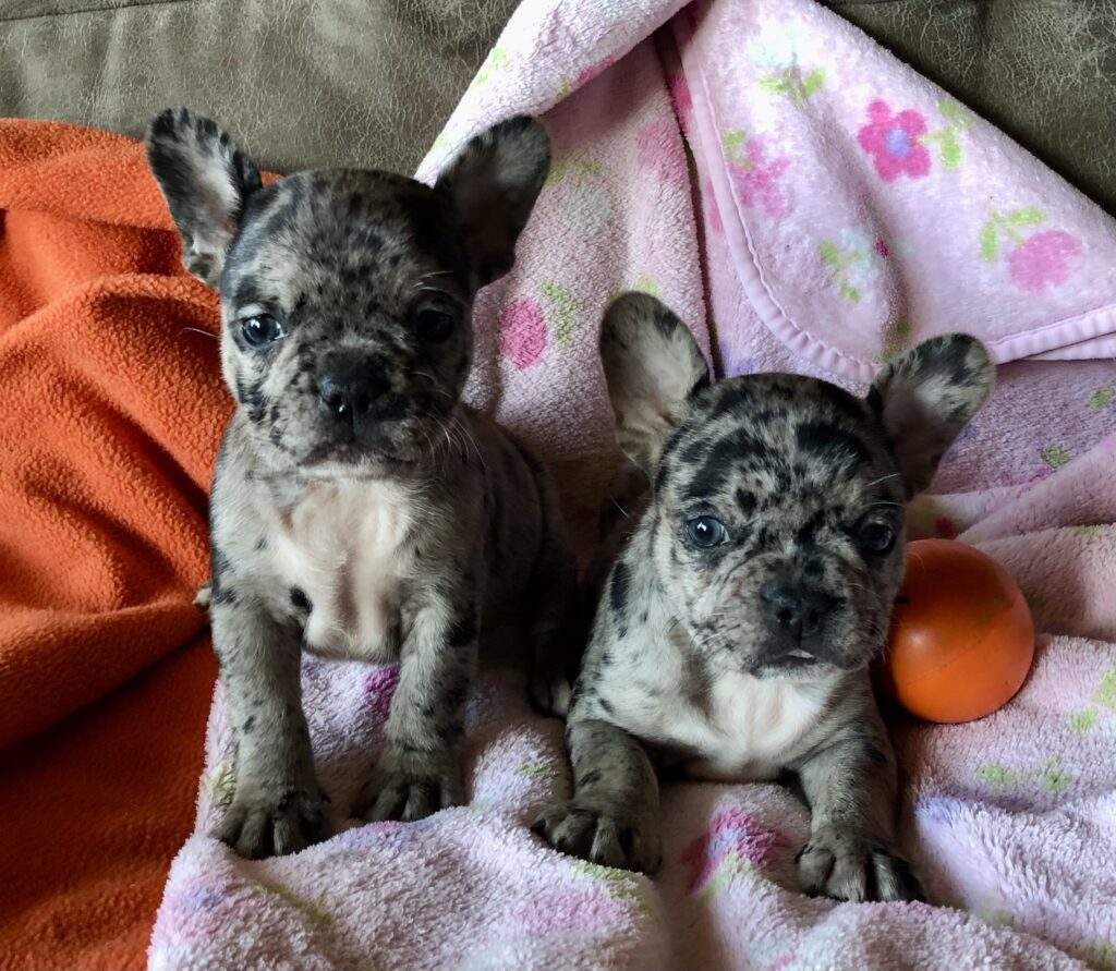 2 blue merle girls photo when 6 weeks old.