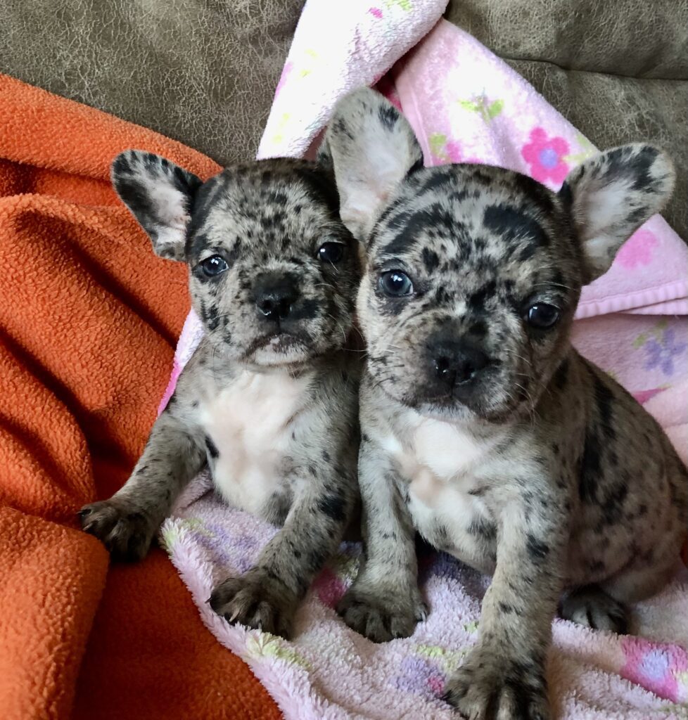 2 blue merle girls photo when 6 weeks old.