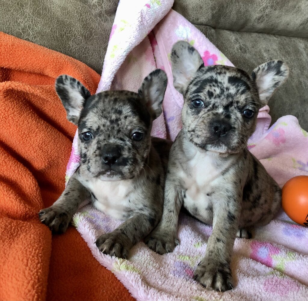 2 blue merle girls photo when 6 weeks old.