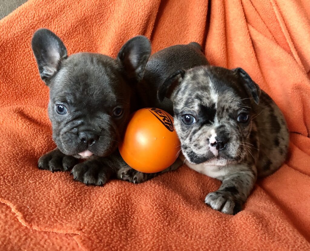 2 more boys, 1 blue, 1 blue merle, photo when 6 weeks old.