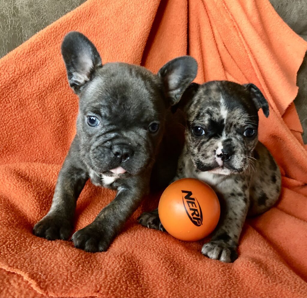 2 more boys, 1 blue, 1 blue merle, photo when 6 weeks old.