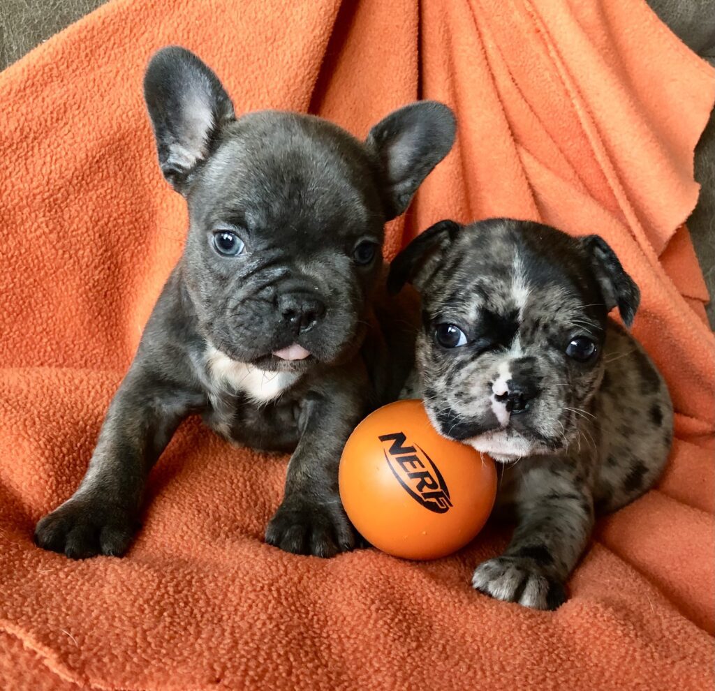 2 more boys, 1 blue, 1 blue merle, photo when 6 weeks old.