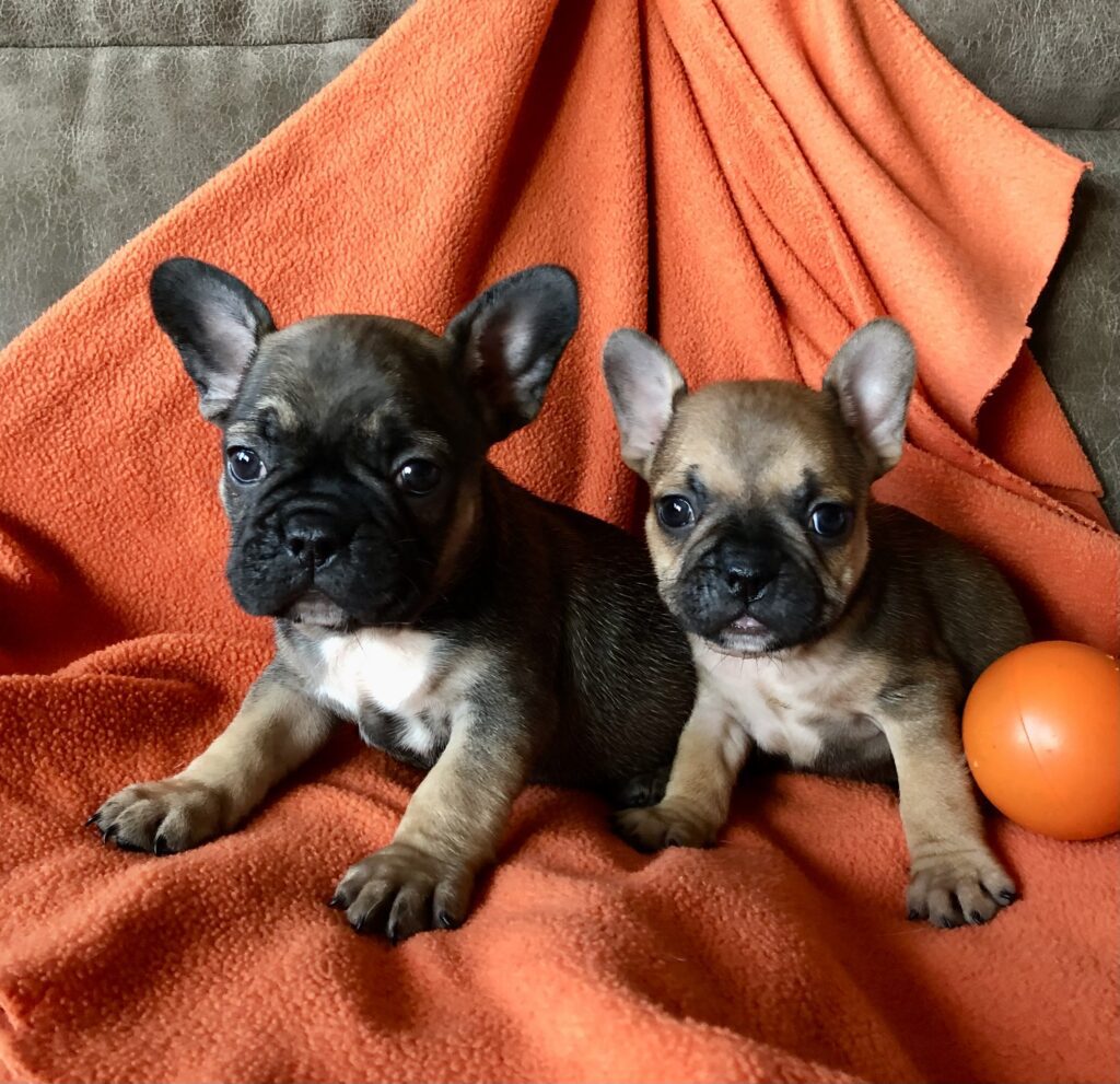 2 sable boys, one lighter and one darker, when 6 weeks old.